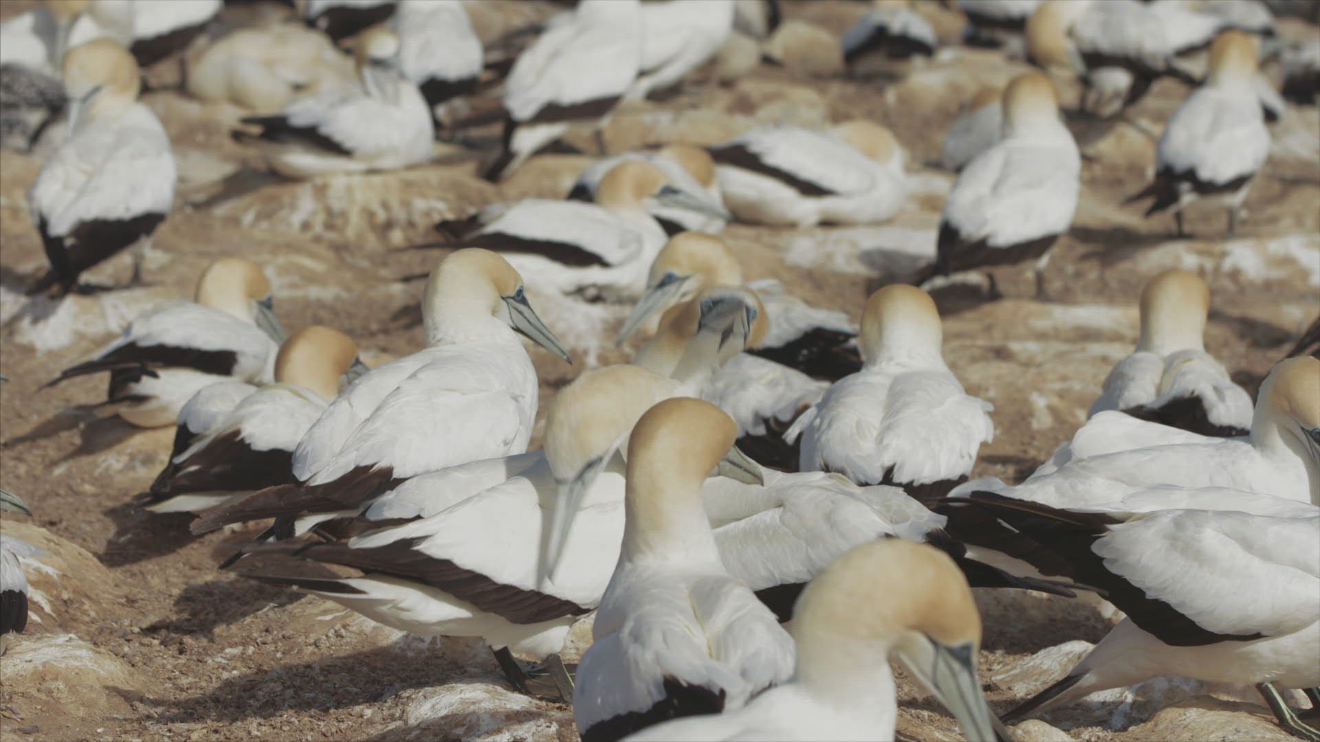 523300658 / Boobies and Gannets / Australia