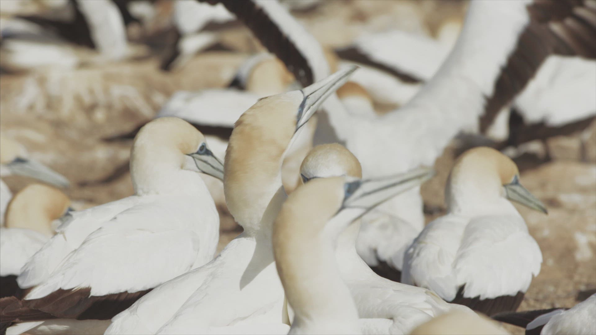 152121763 / Boobies and Gannets / Australia