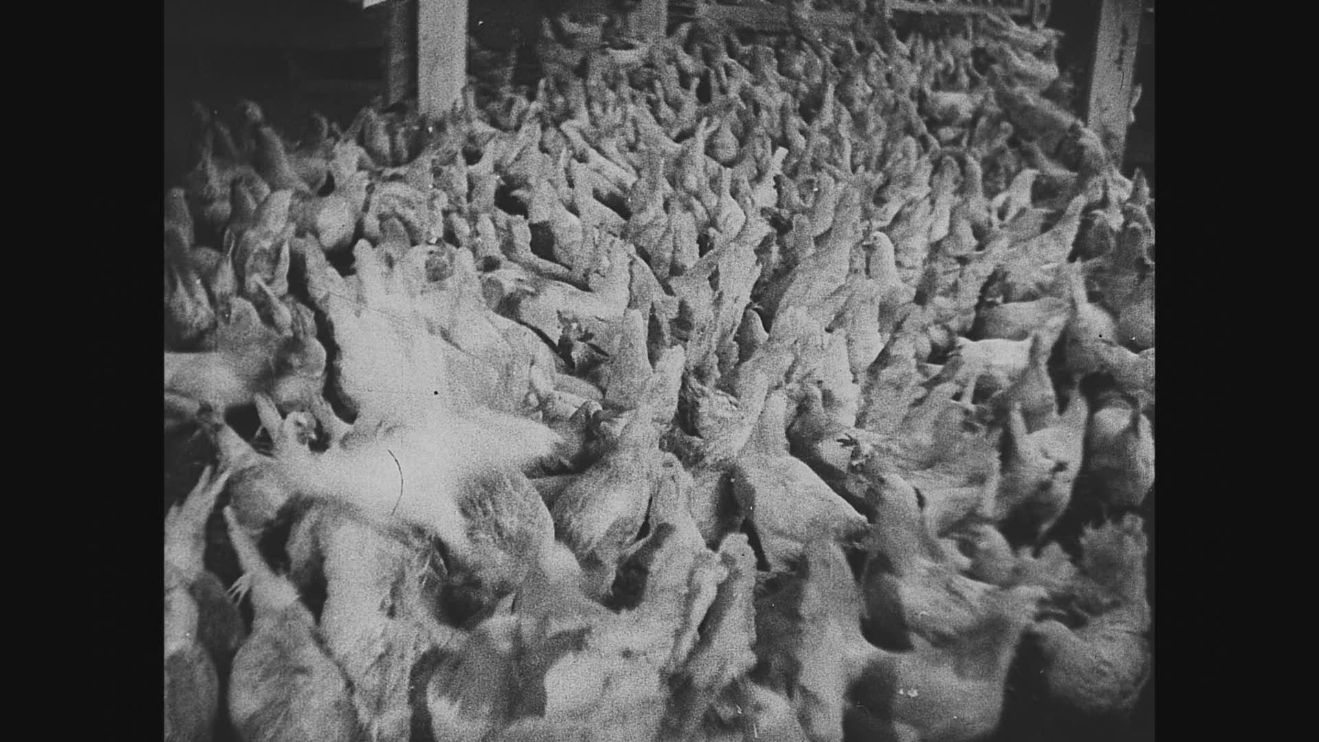 379341109 / Chicken Breeding / Factory Farming / USA / 1931