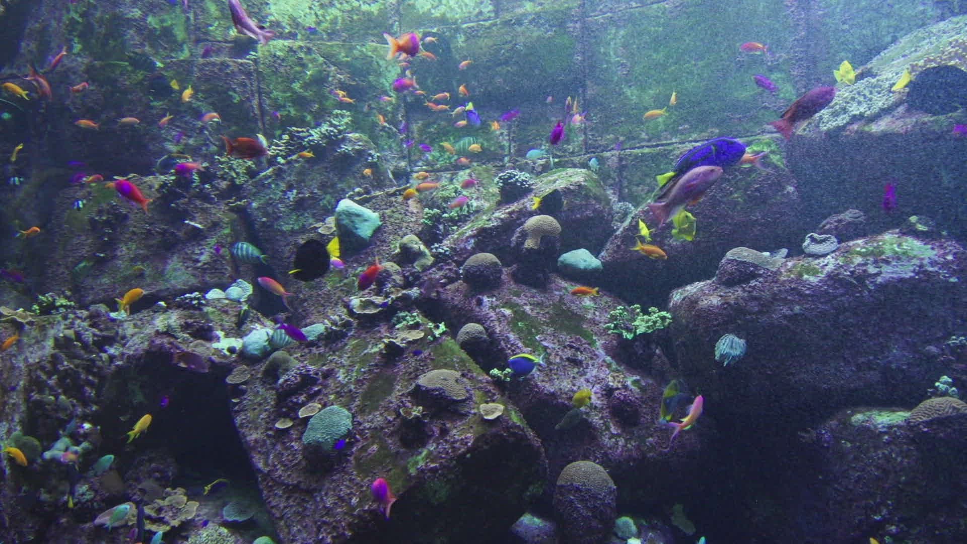681652903 / Fish / Aquarium