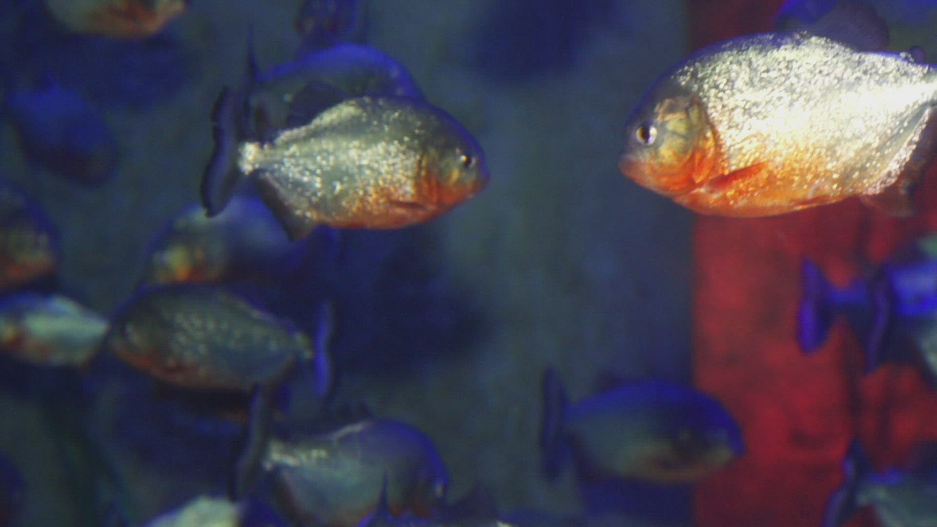 857987112 / Fish / Aquarium