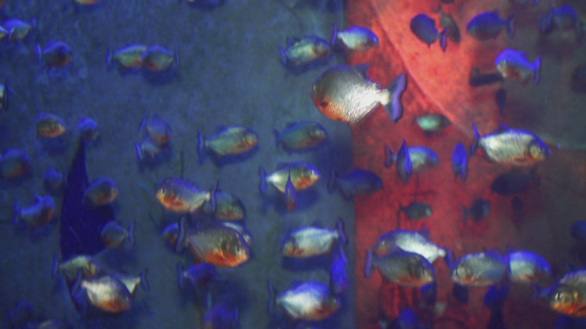 564962596 / Fish / Aquarium