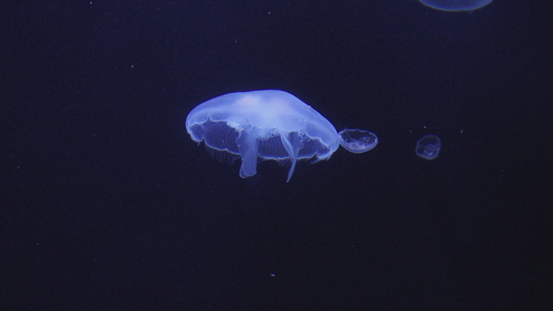 694329973 / Jellyfish / Swimming