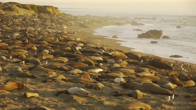 Elephant Seals Colony