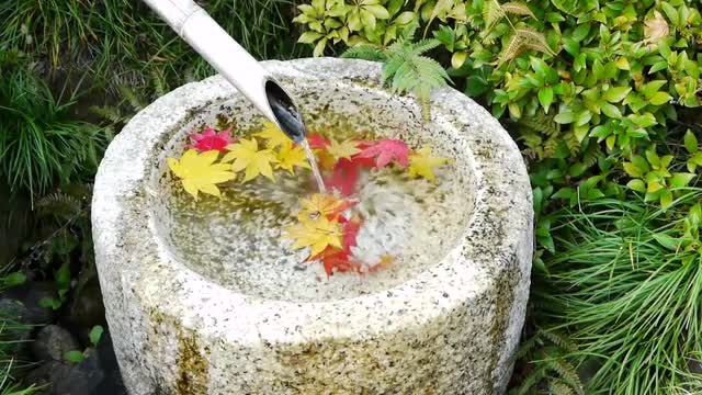 Japanese Maple Leaves in Fountain in Autumn in Japan