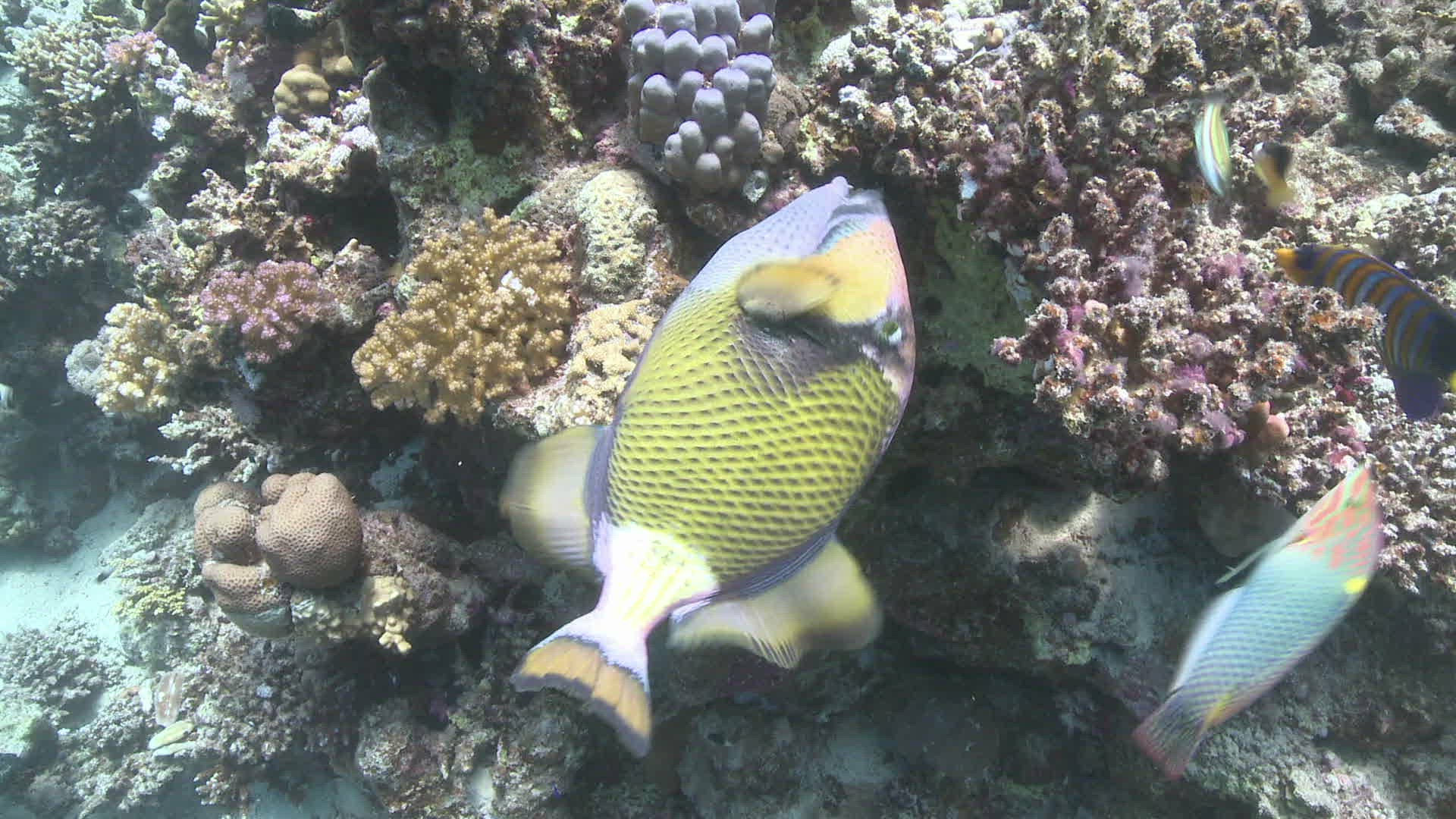 170732214 / Titan Triggerfish / Feeding / Bone Fish