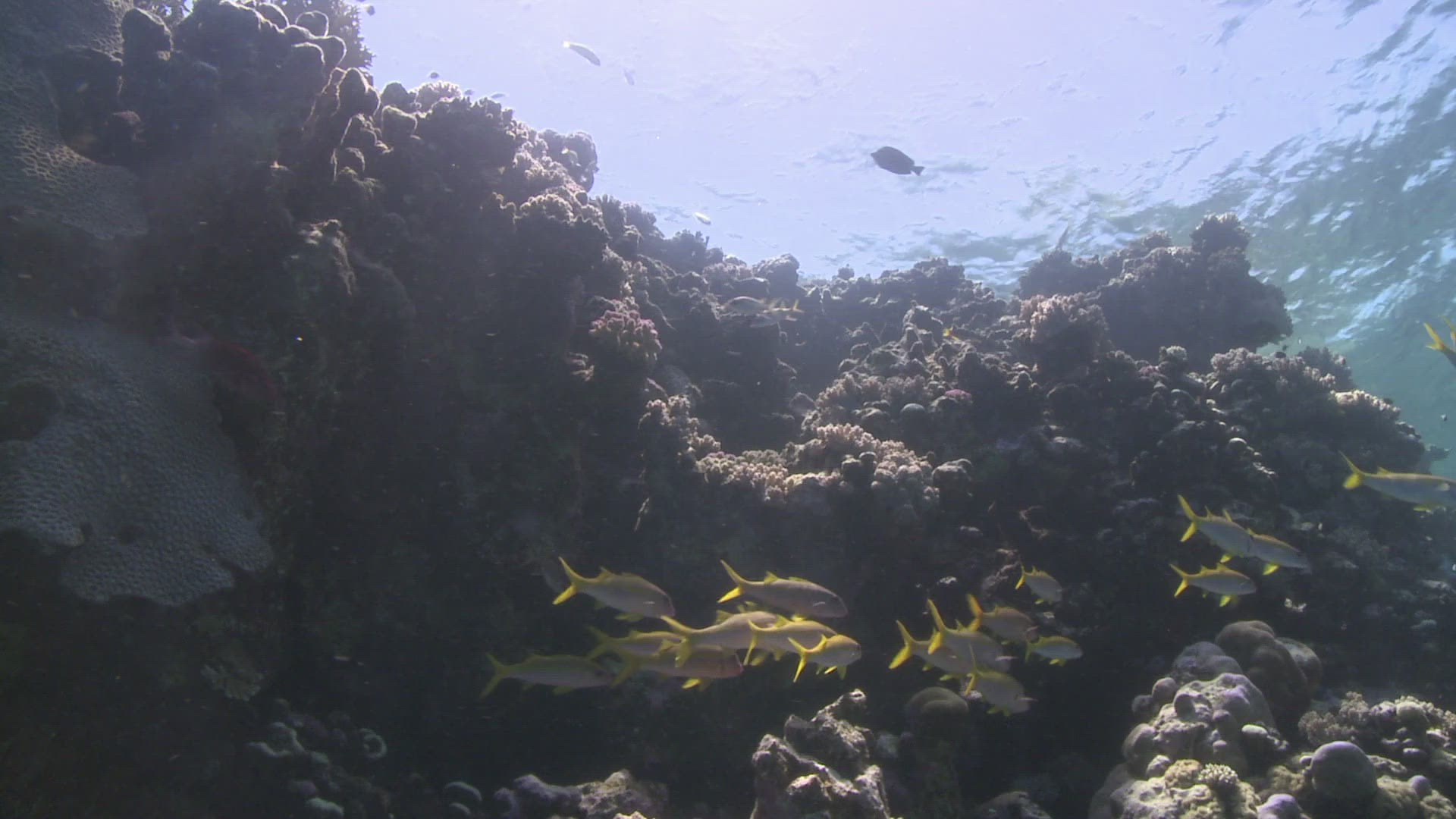 269098758 / Swarm Of Goatfish / Goatfish / Bone Fish