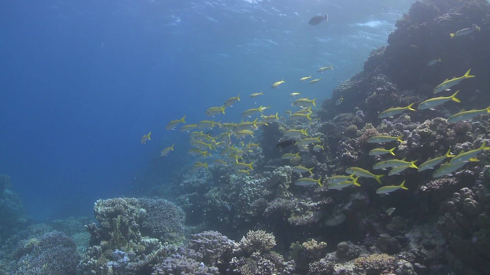 274847561 / Swarm Of Goatfish / Goatfish / Bone Fish