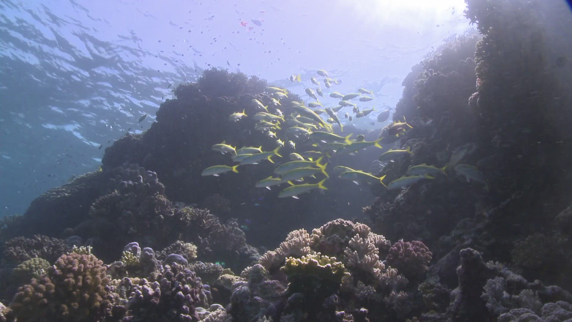 516220307 / Swarm Of Goatfish / Goatfish / Bone Fish