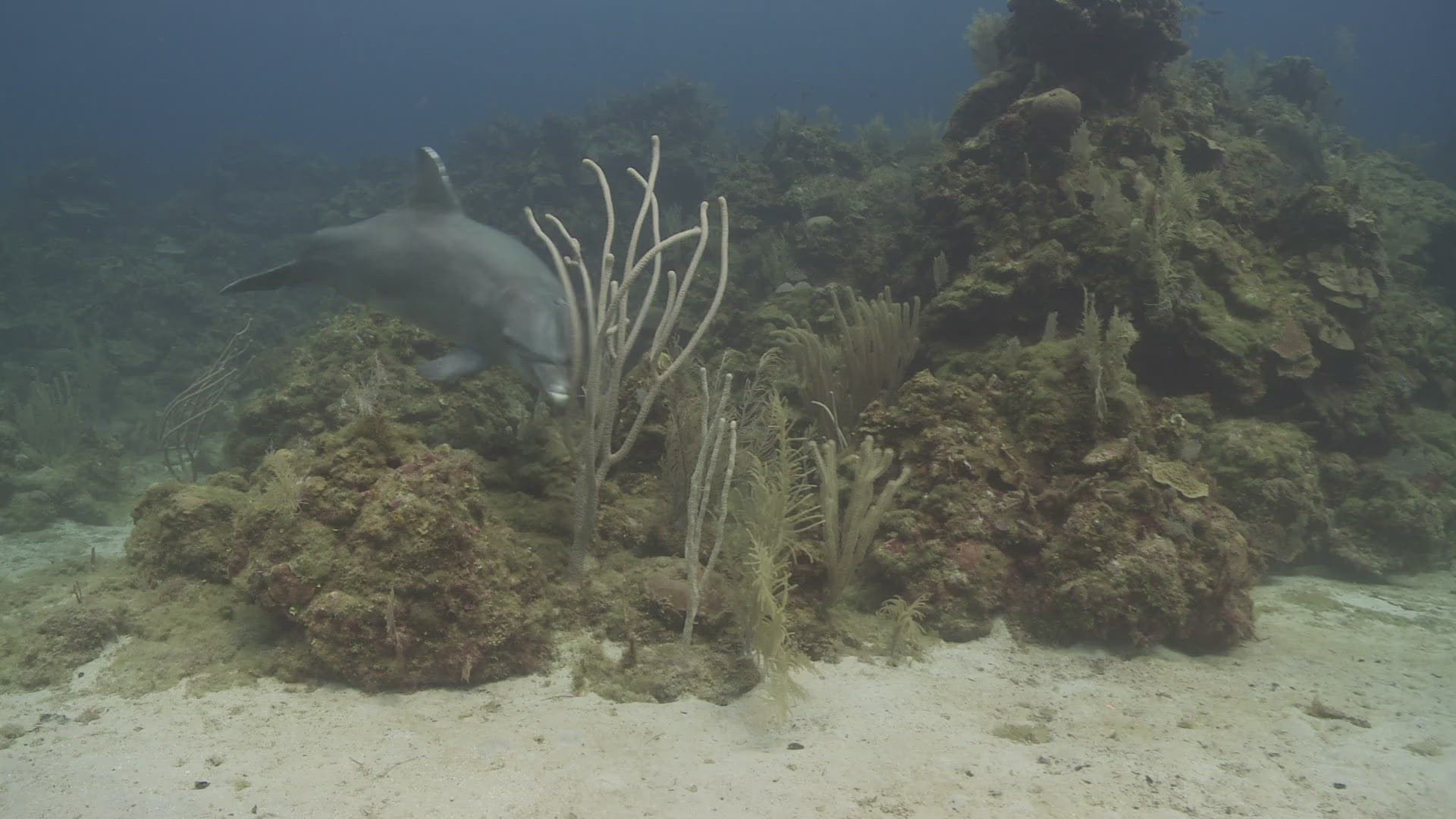 995491310 / Bottlenose Dolphin / Roatán / Honduras