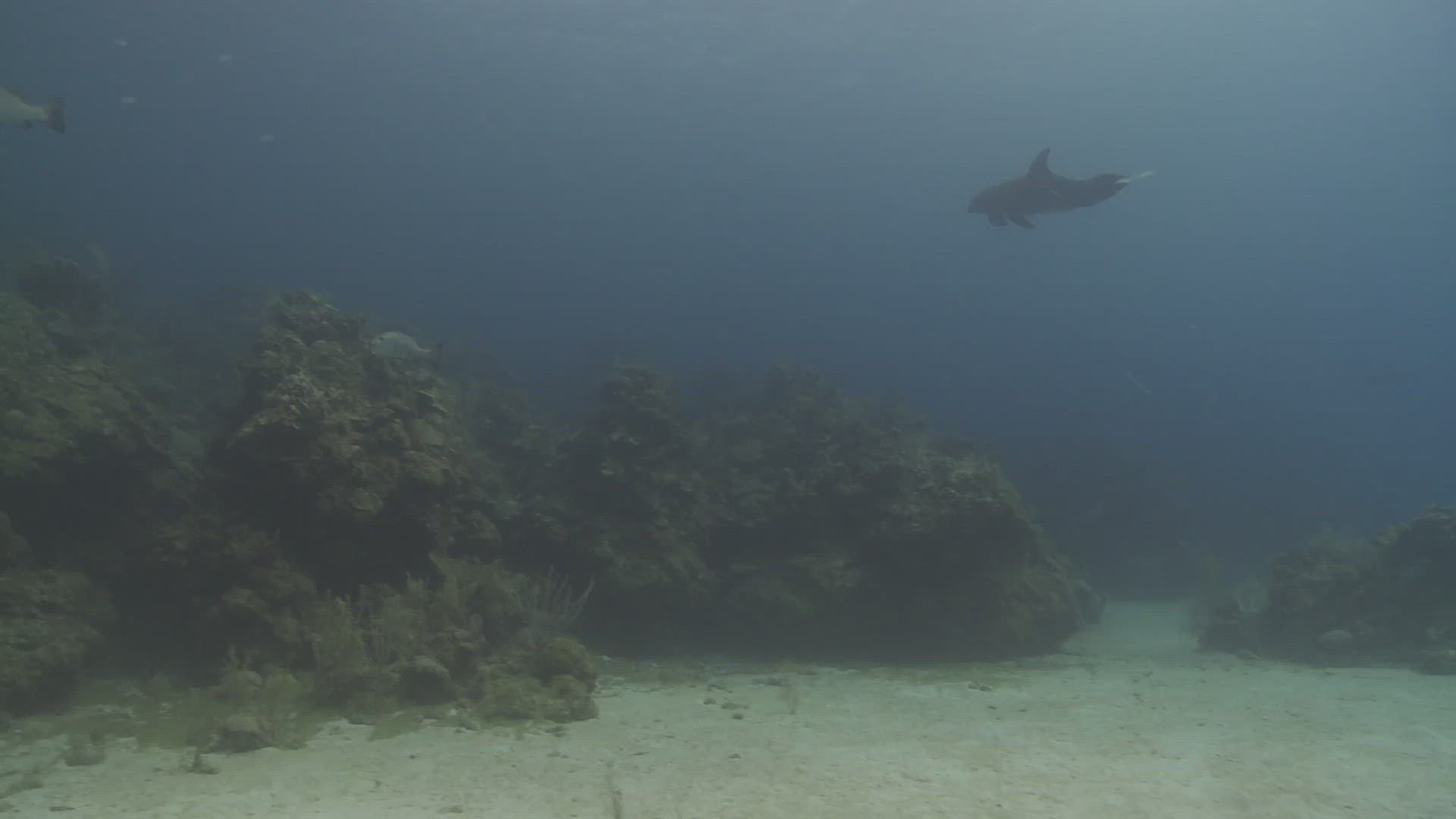 174691810 / Bottlenose Dolphin / Roatán / Honduras