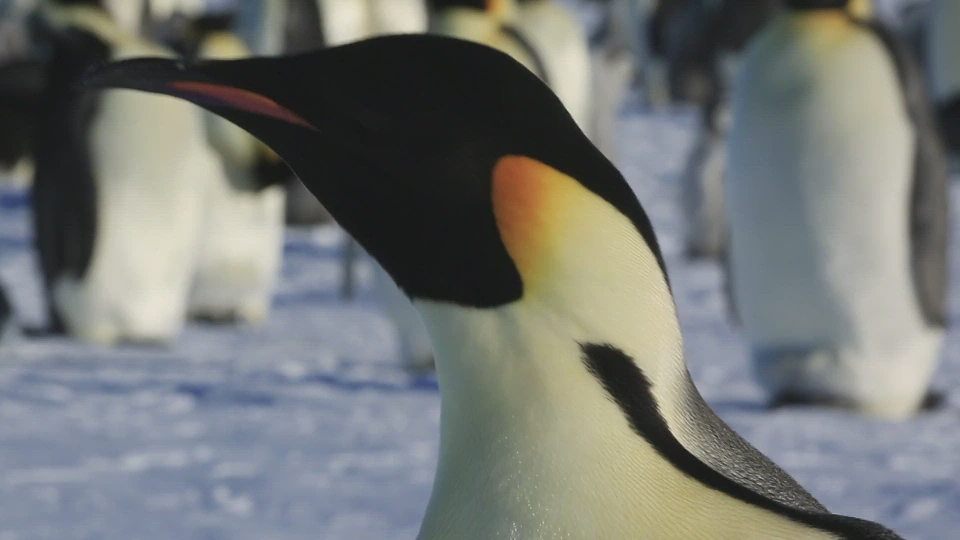 923754594 / Penguin / Emperor Penguin / Seabird