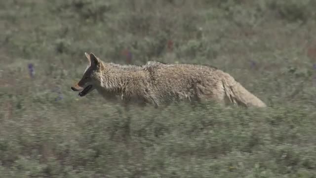 Coyote Walking