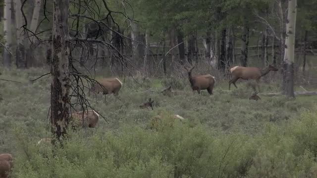 Elk Herd