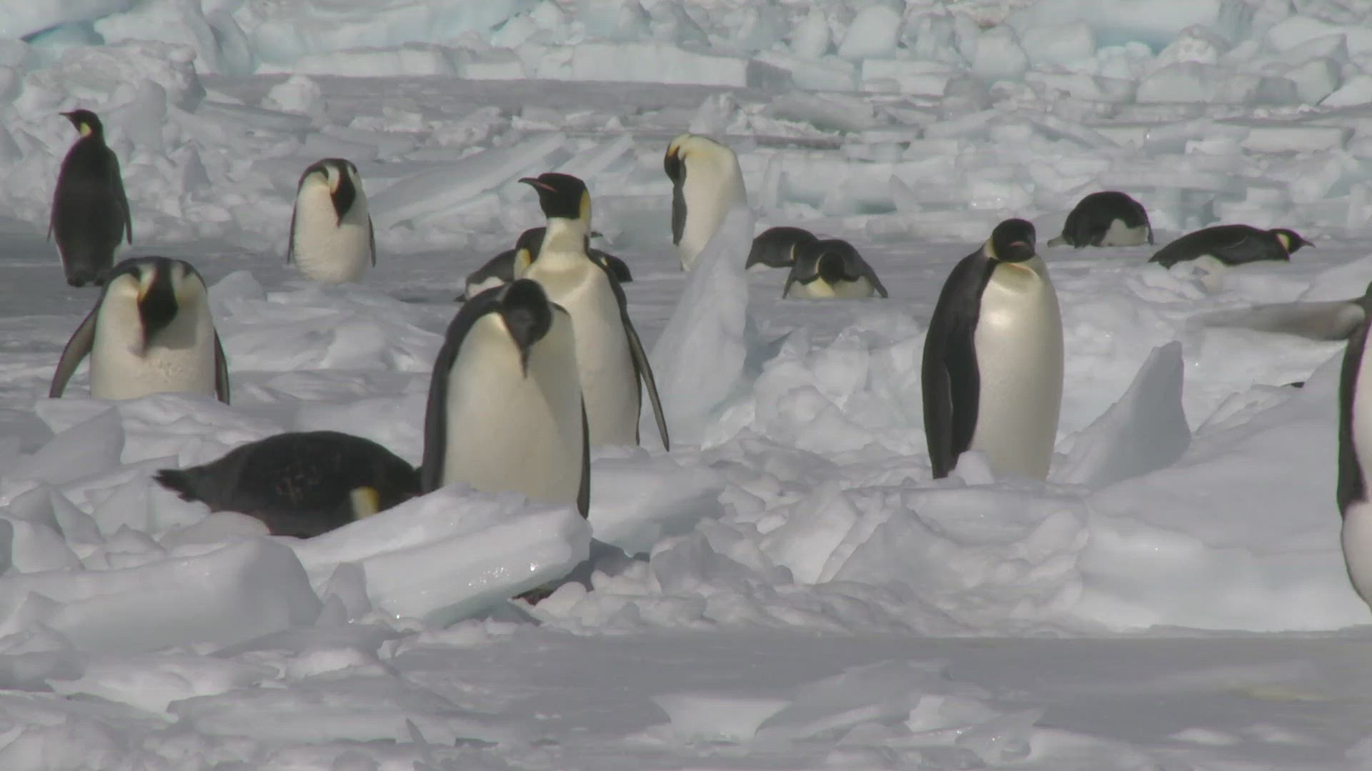 667584916 / Emperor Penguin / Waddling / Antarctic