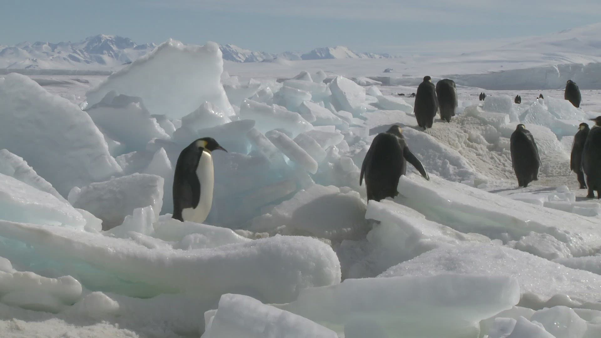 259022108 / Emperor Penguin / Waddling / Antarctic