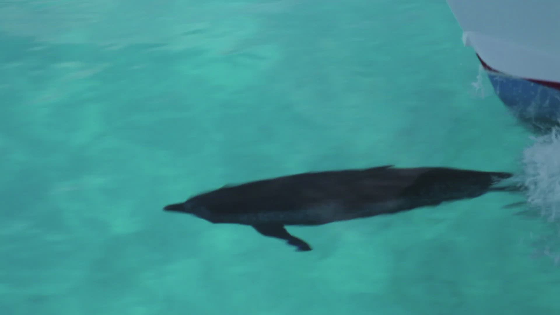 300997432 / Atlantic Spotted Dolphin / Swimming / Splashing