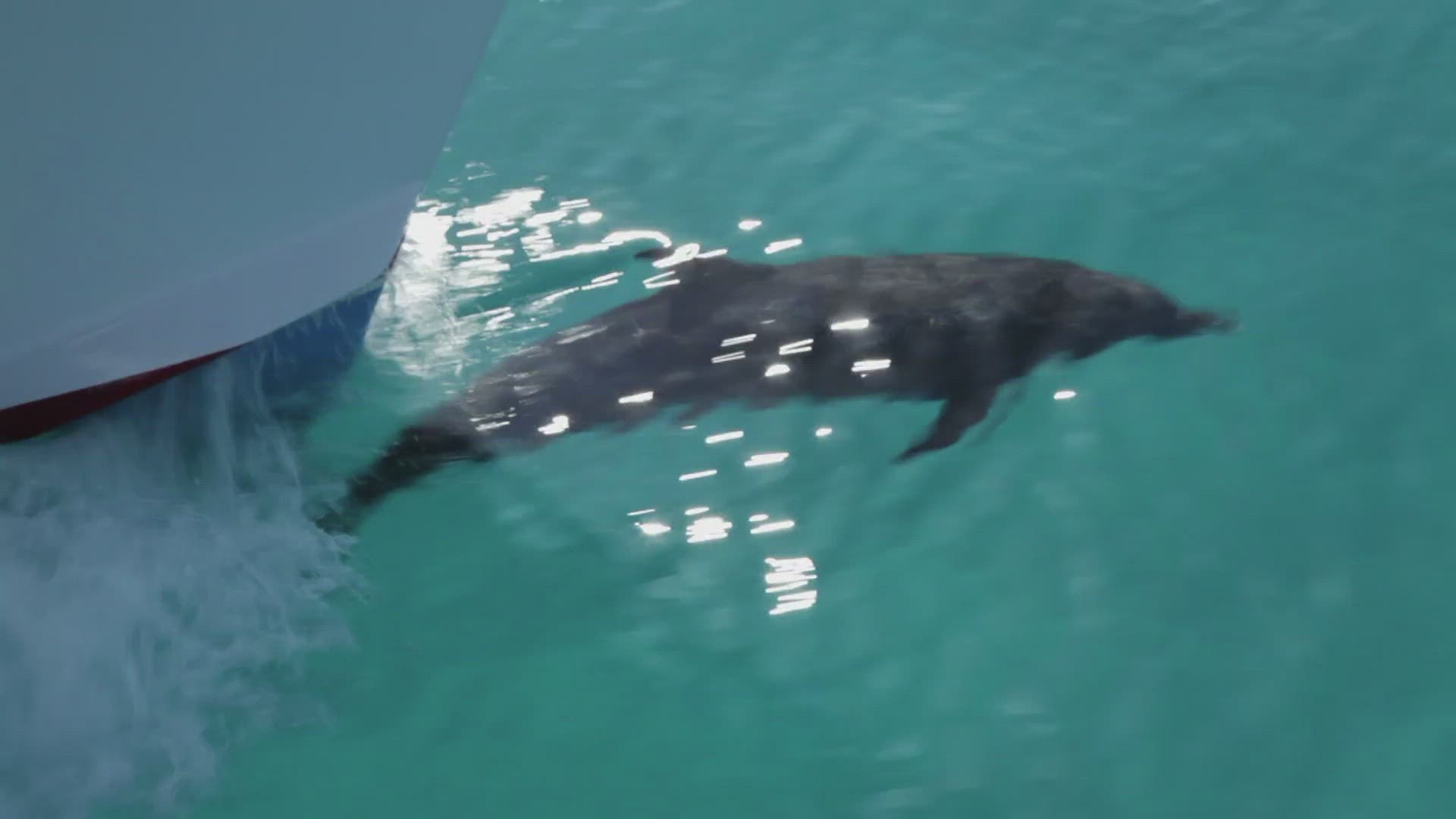 158766052 / Atlantic Spotted Dolphin / Swimming / Splashing