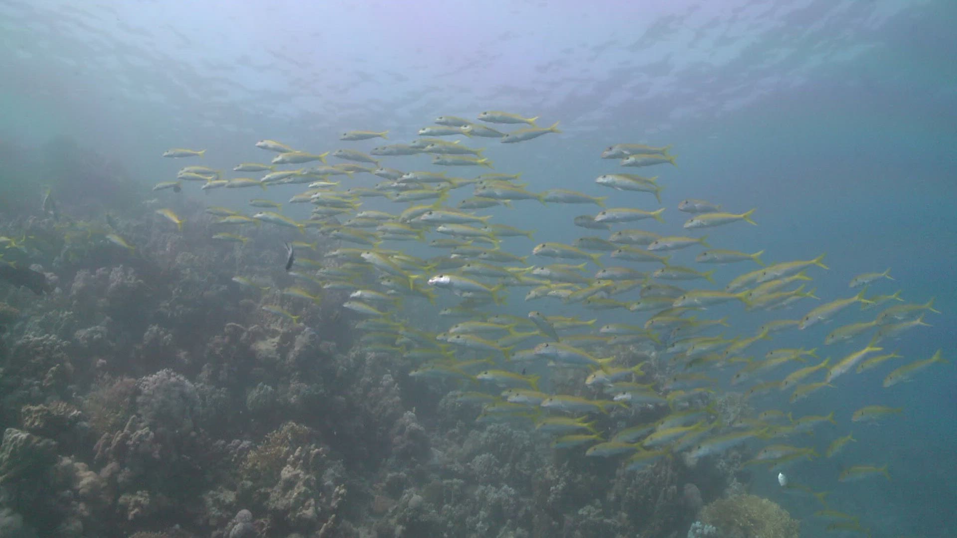 731043915 / Swarm Of Goatfish / Goatfish / Bone Fish