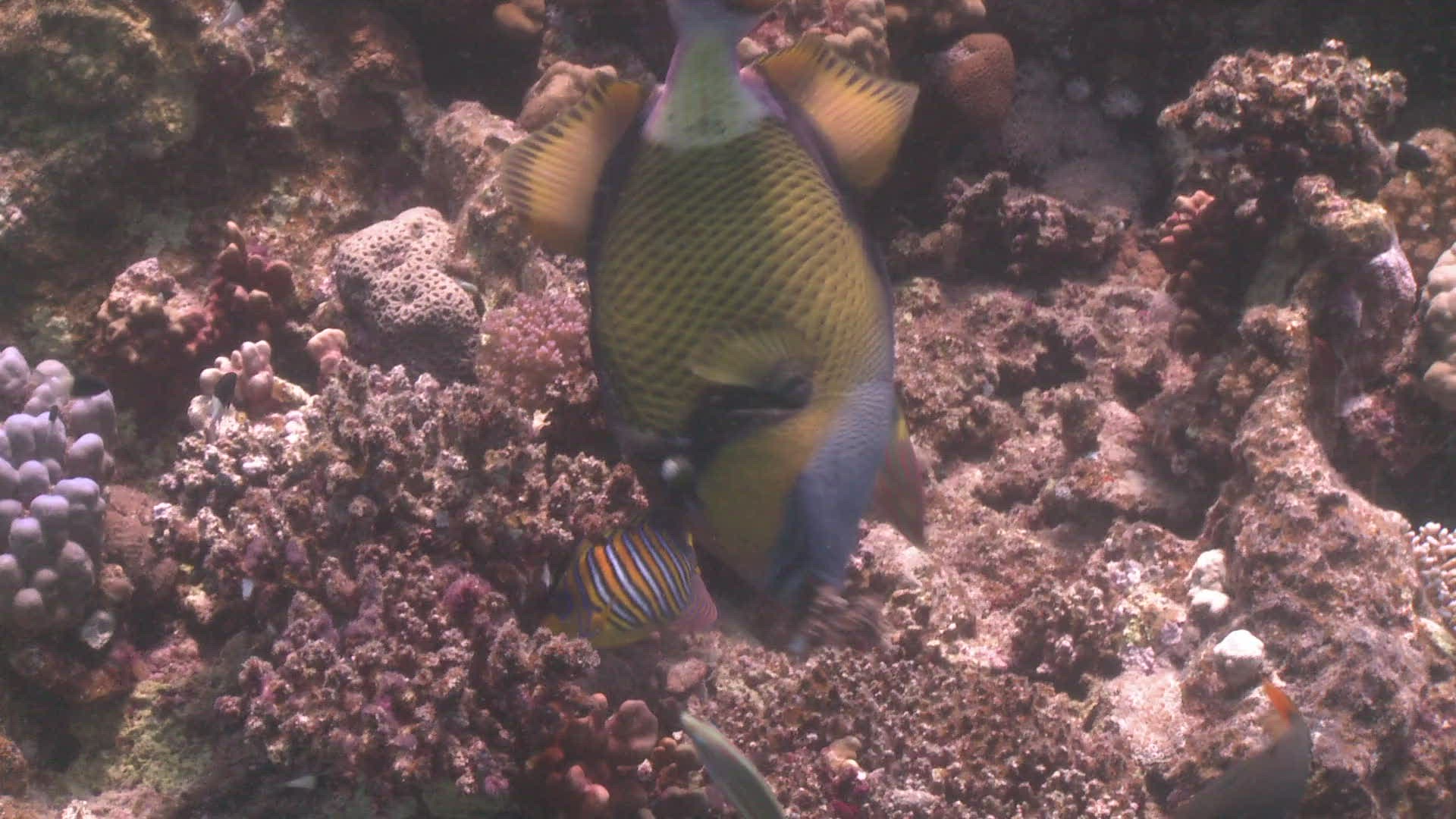 996404673 / Titan Triggerfish / Feeding / Bone Fish