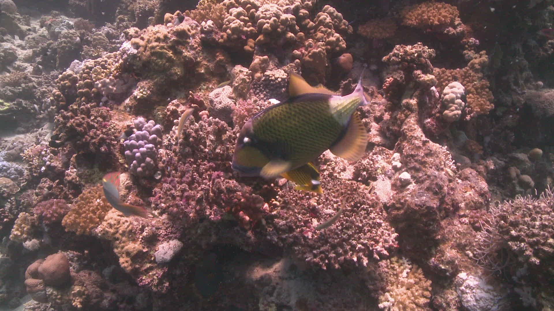 433370599 / Titan Triggerfish / Feeding / Bone Fish