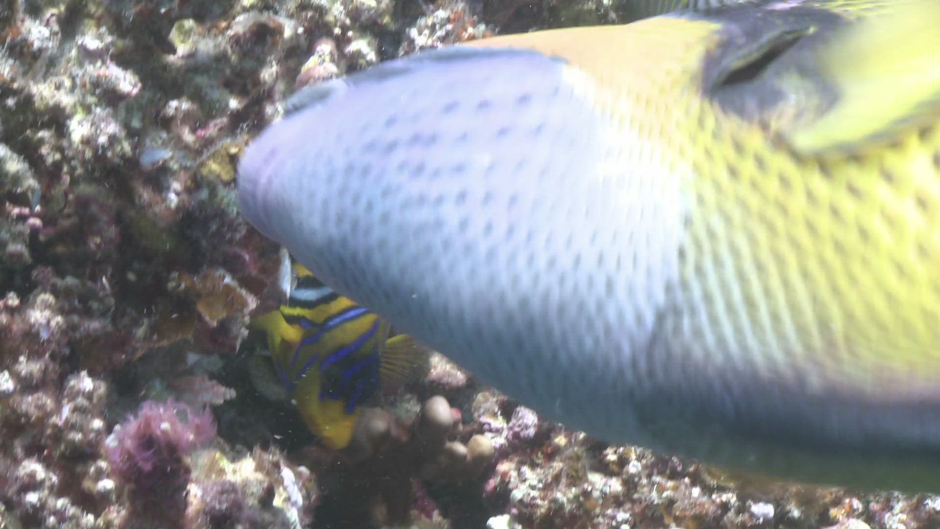 976540814 / Titan Triggerfish / Feeding / Bone Fish