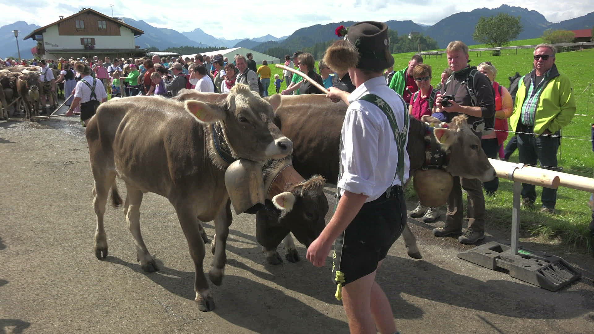 190726314 / Almabtrieb / Cattle Drive / Schöllang