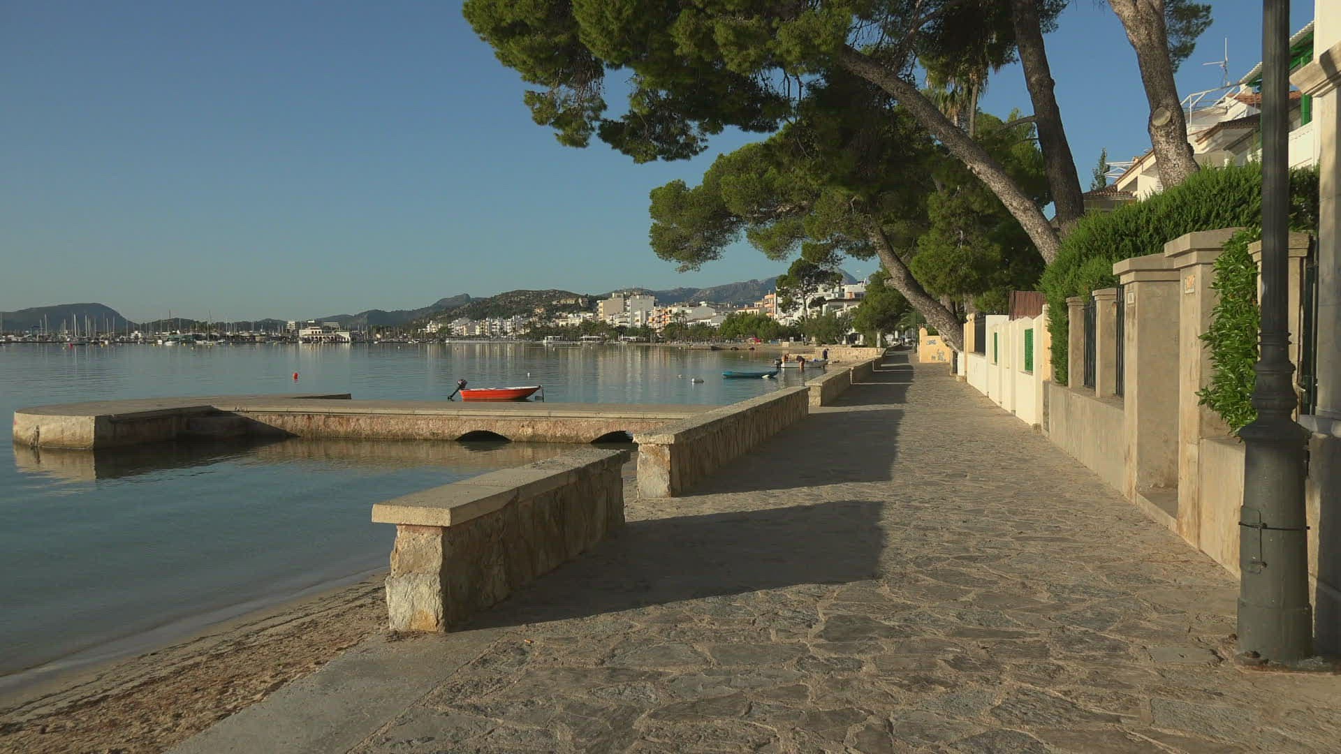 928726062 / Pine / Conifer / Mallorca