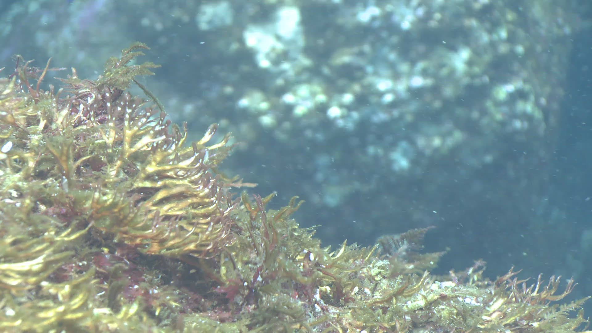 963629209 / Pomacentridae / Swimming / Garibaldi Damsel