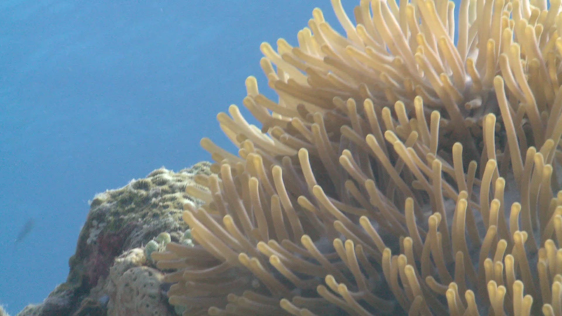 748618064 / Amphiprioninae / Symbiosis / Ocellaris Clownfish