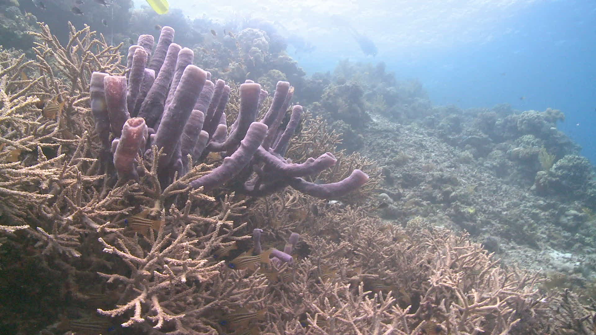 962616363 / Reef / Underwater Shot