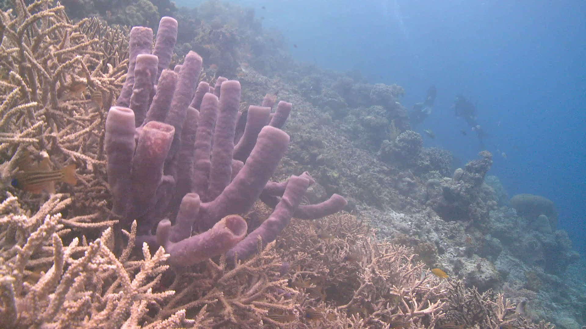 547230149 / Reef / Underwater Shot
