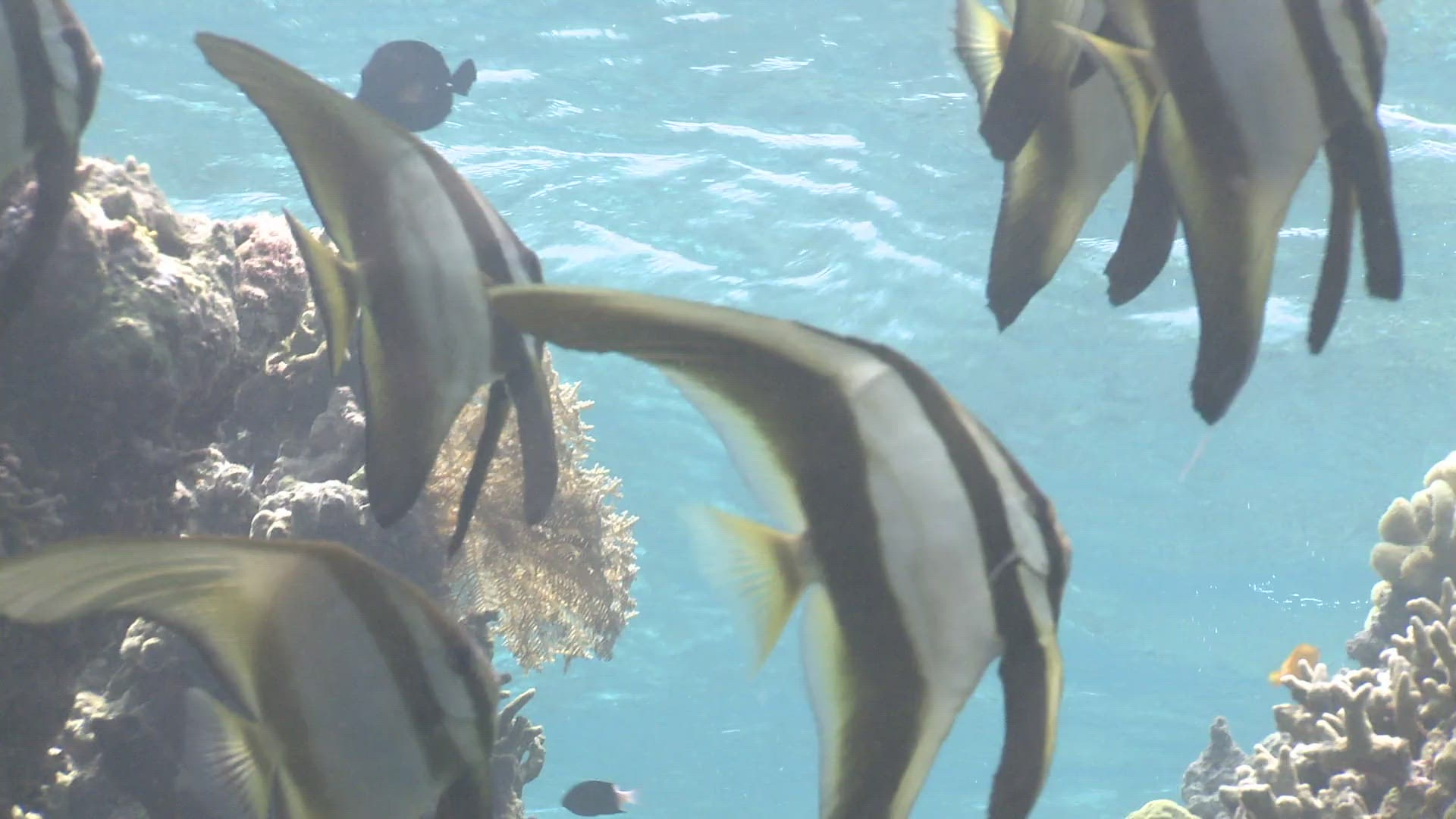 459746452 / Batfish / Bone Fish / Longfin Batfish