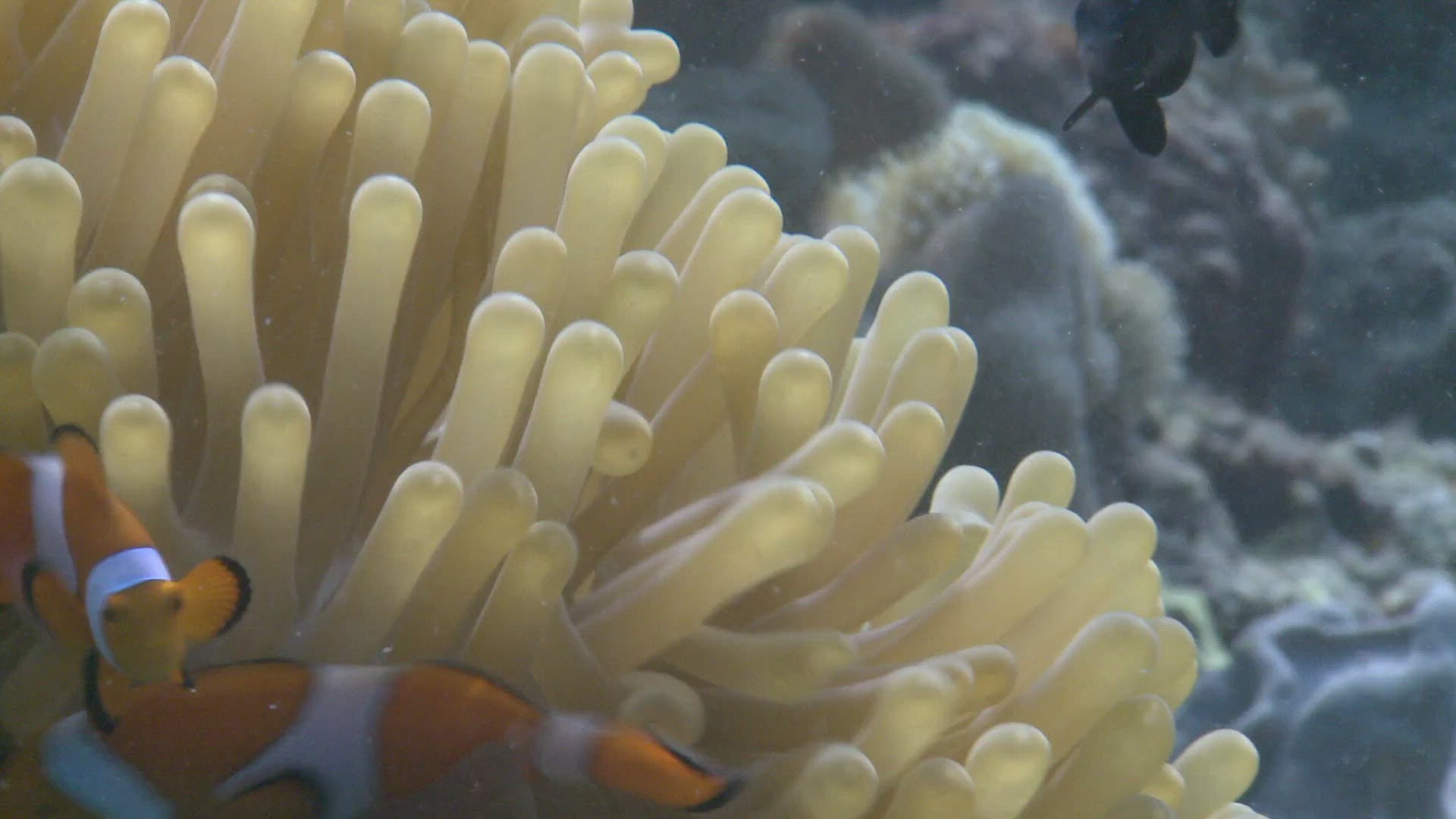 403227601 / Amphiprioninae / Symbiosis / Ocellaris Clownfish