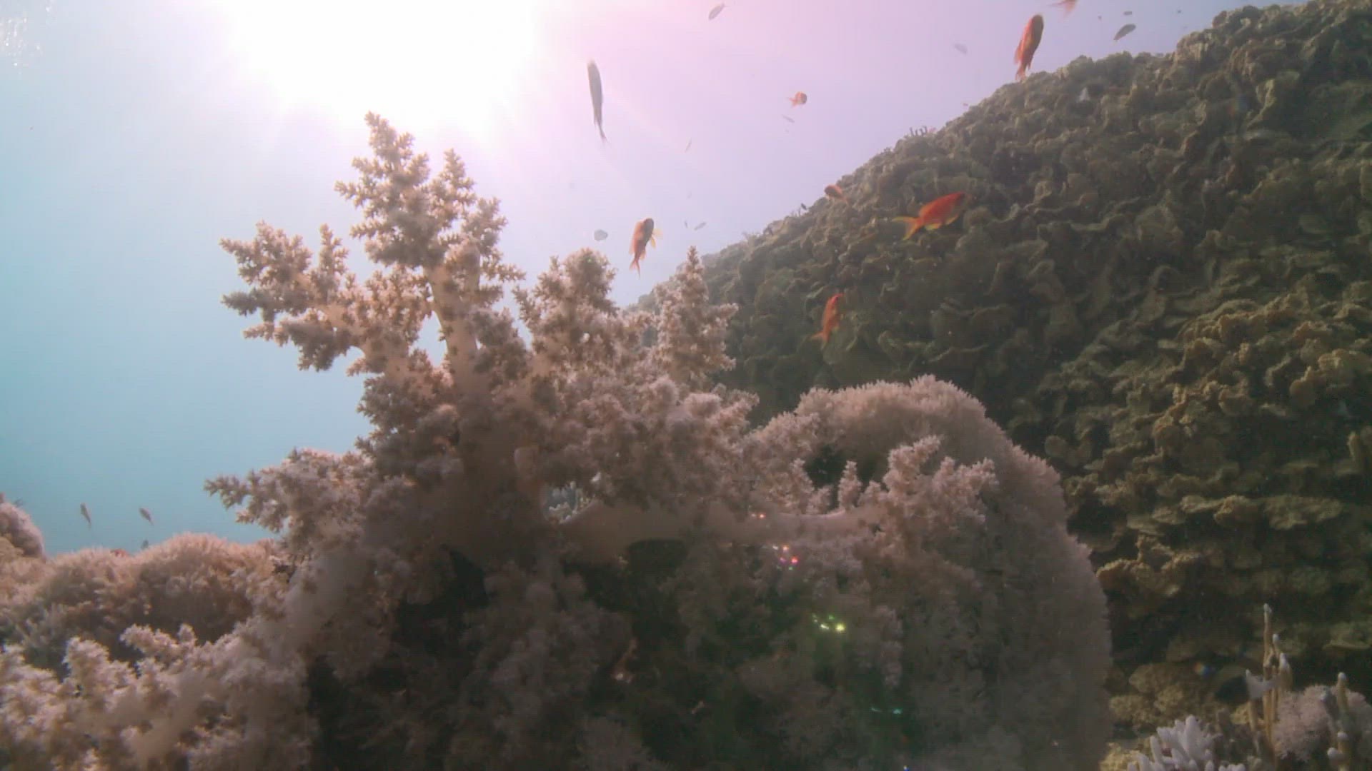 358321512 / Sea Goldie / Anthiadinae / Bone Fish