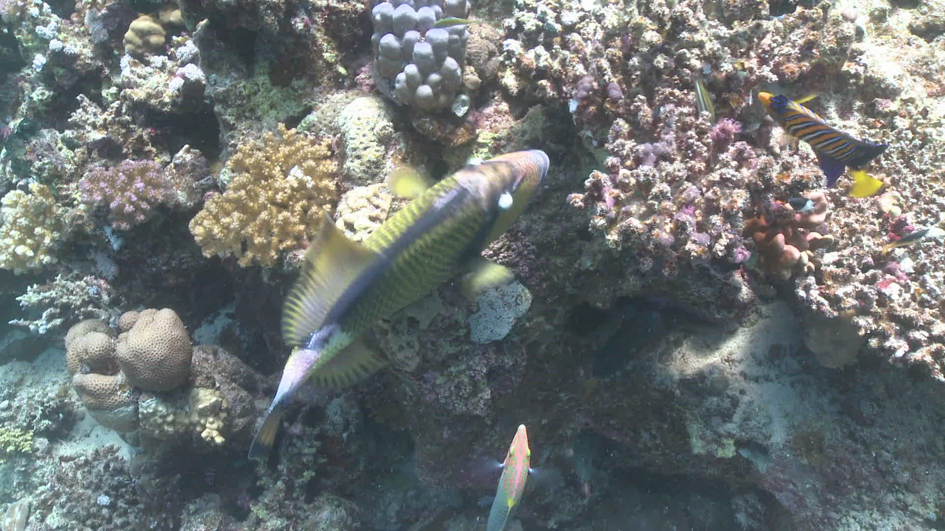 220401148 / Titan Triggerfish / Feeding / Bone Fish