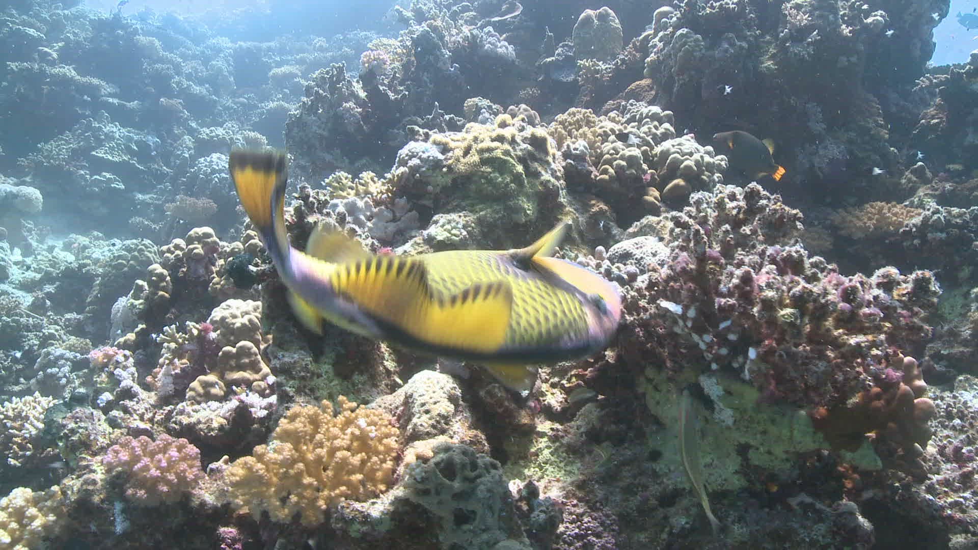 595235981 / Titan Triggerfish / Feeding / Bone Fish