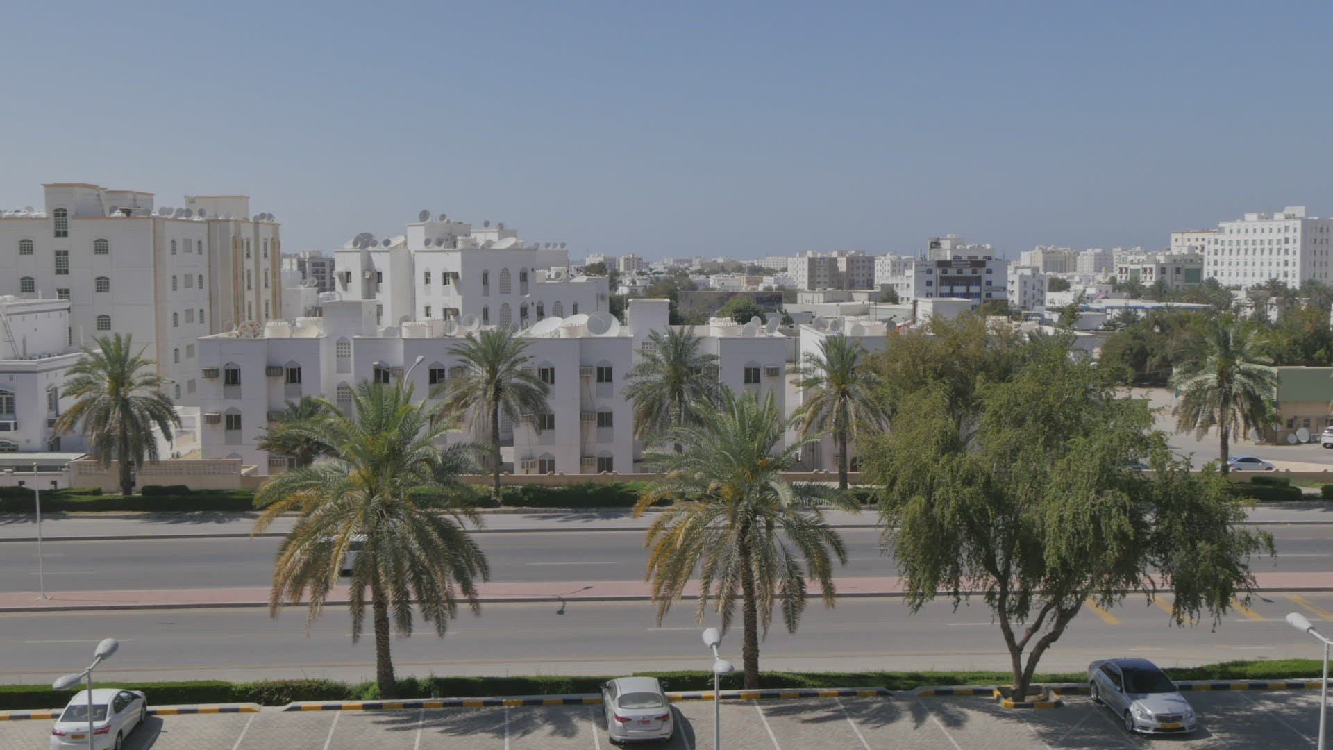 720924555 / Palm / Tree / Muscat