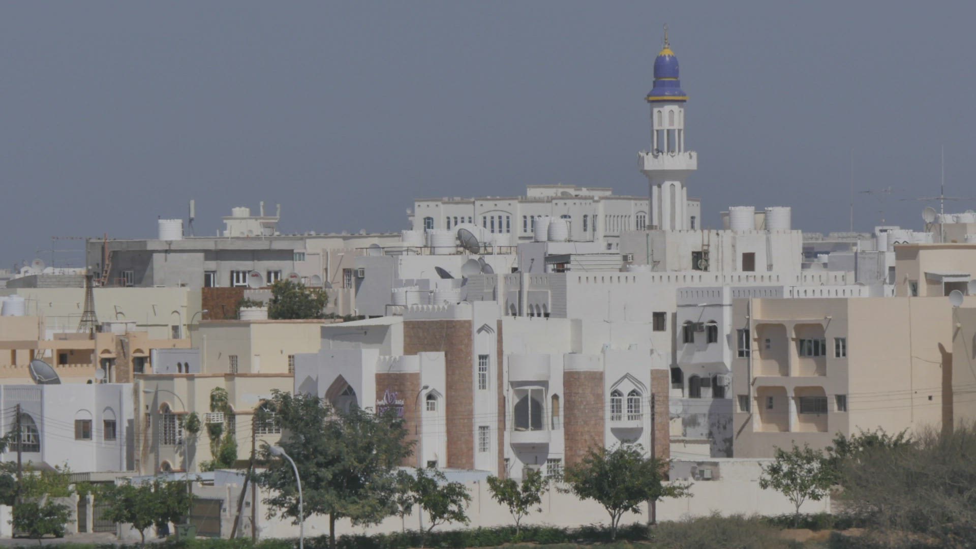 441019865 / Tree / Plant / Muscat