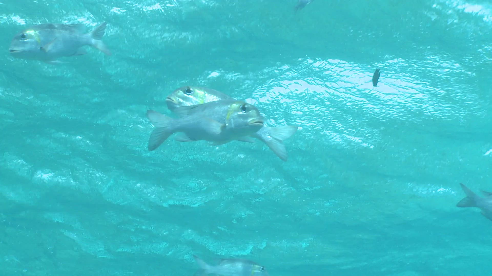 828198339 / Snapper / Bigeye Snapper / Bone Fish