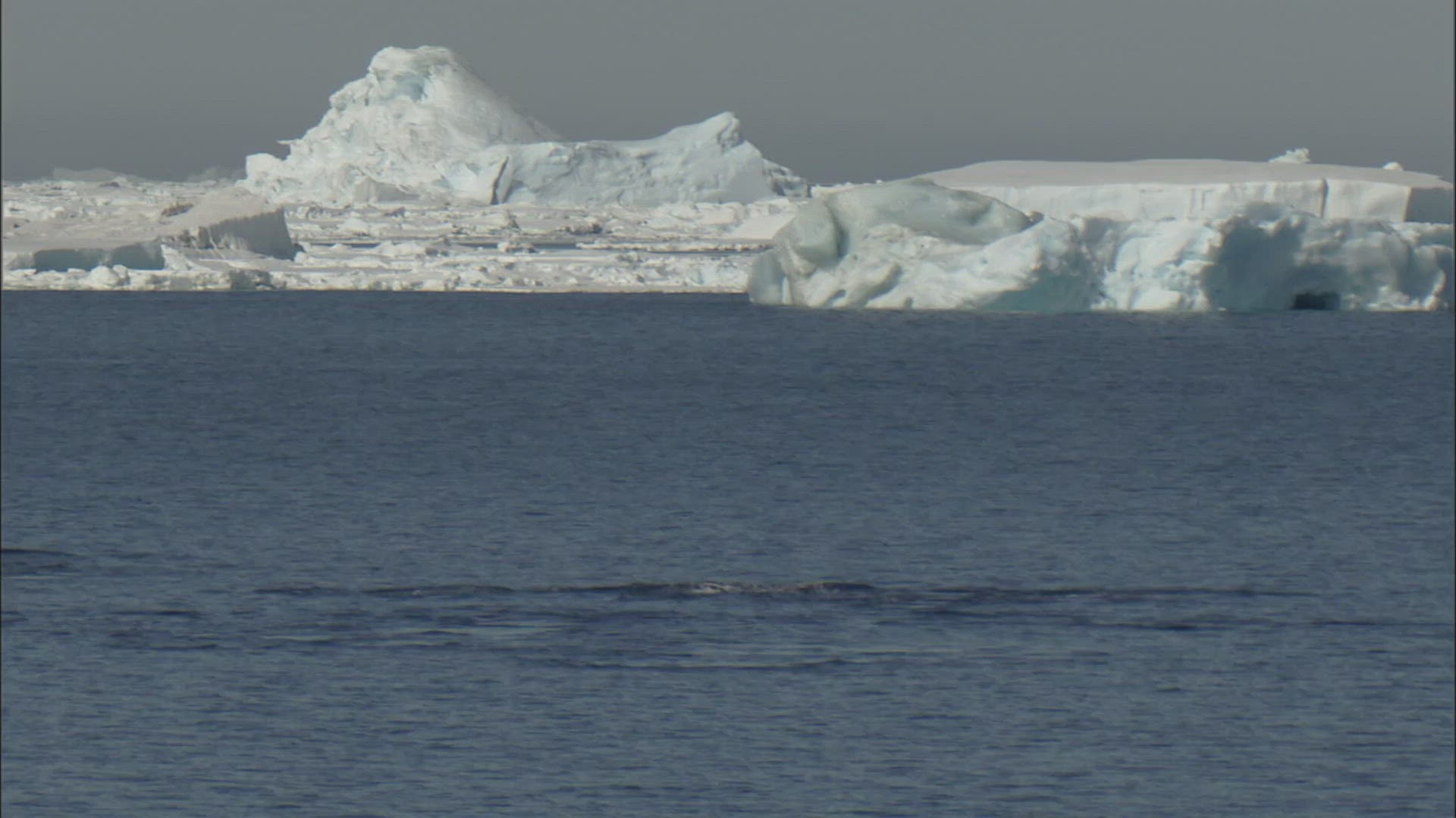 314170556 / Orca / Swimming / Diving