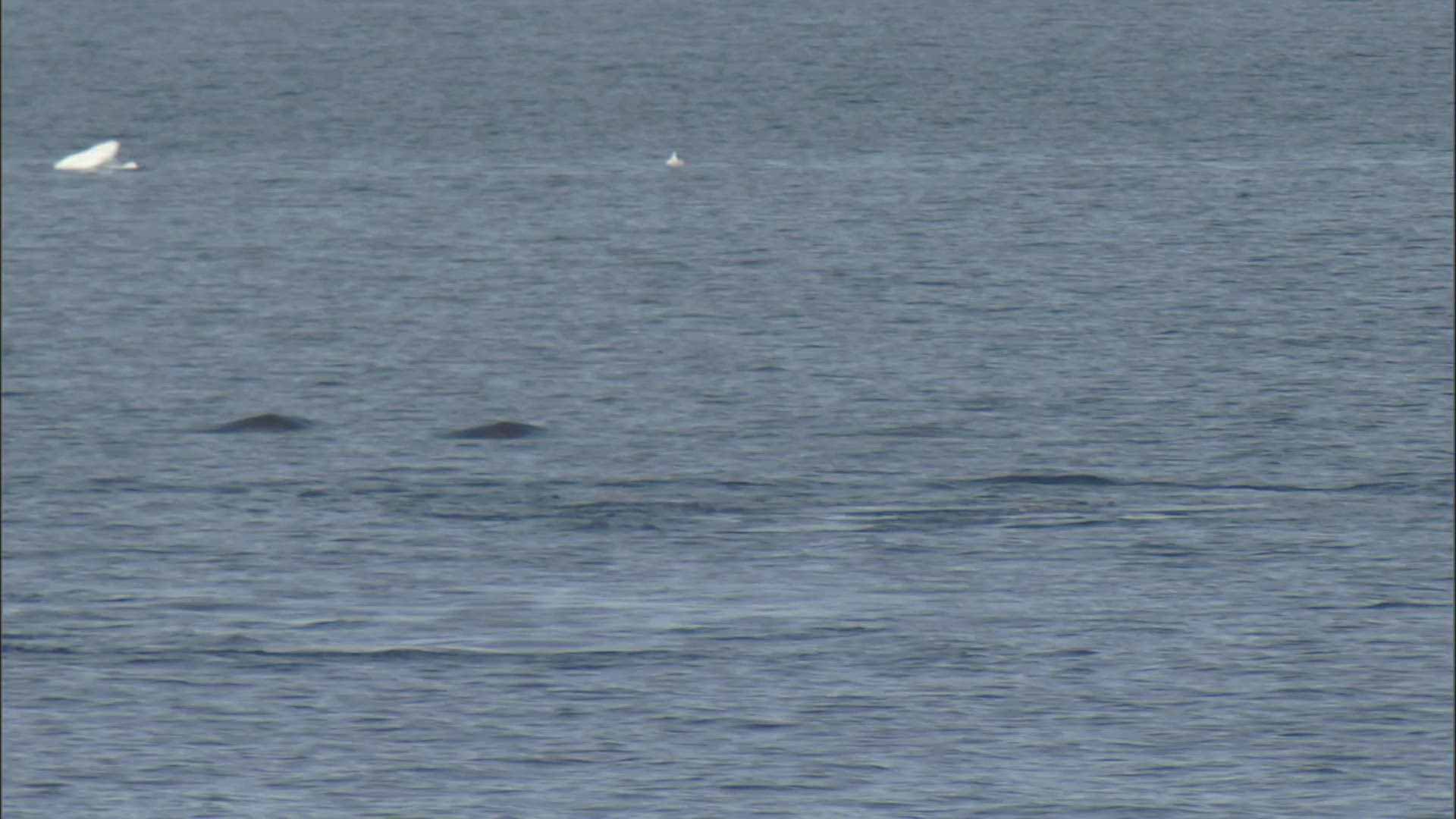 643106552 / Orca / Swimming / Diving