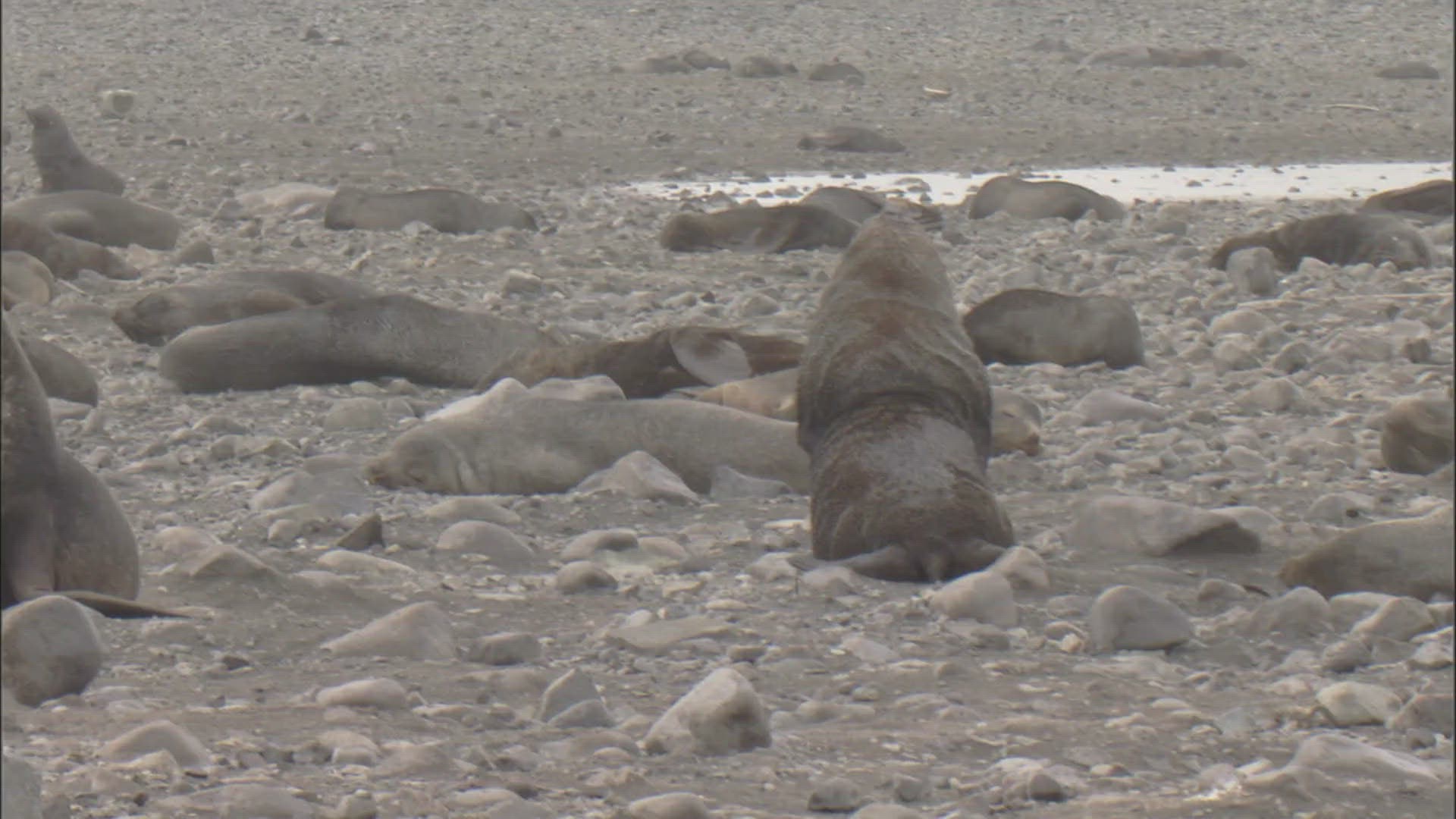 790776253 / Antarctic Fur Seal / Antarctic / Polar Region