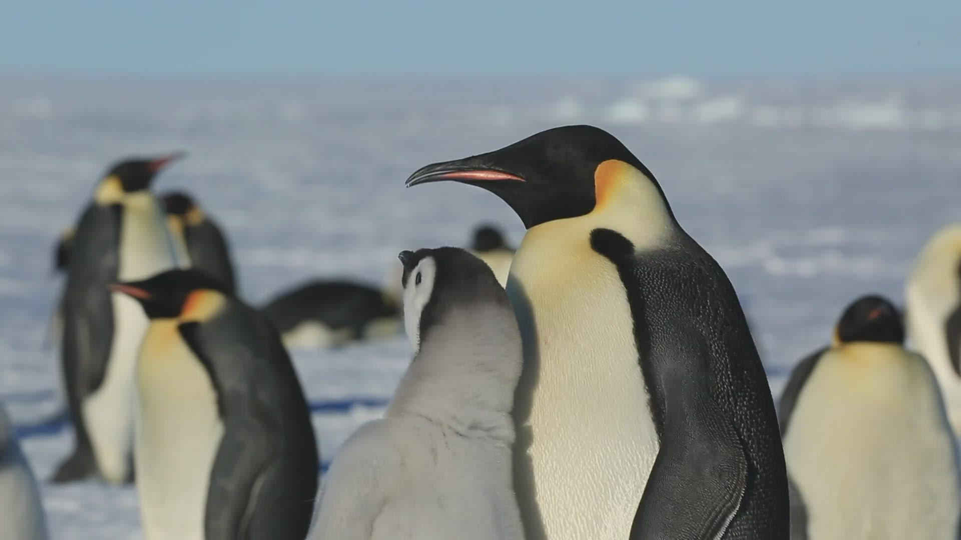 657046934 / Emperor Penguin / Feeding / Water Bird