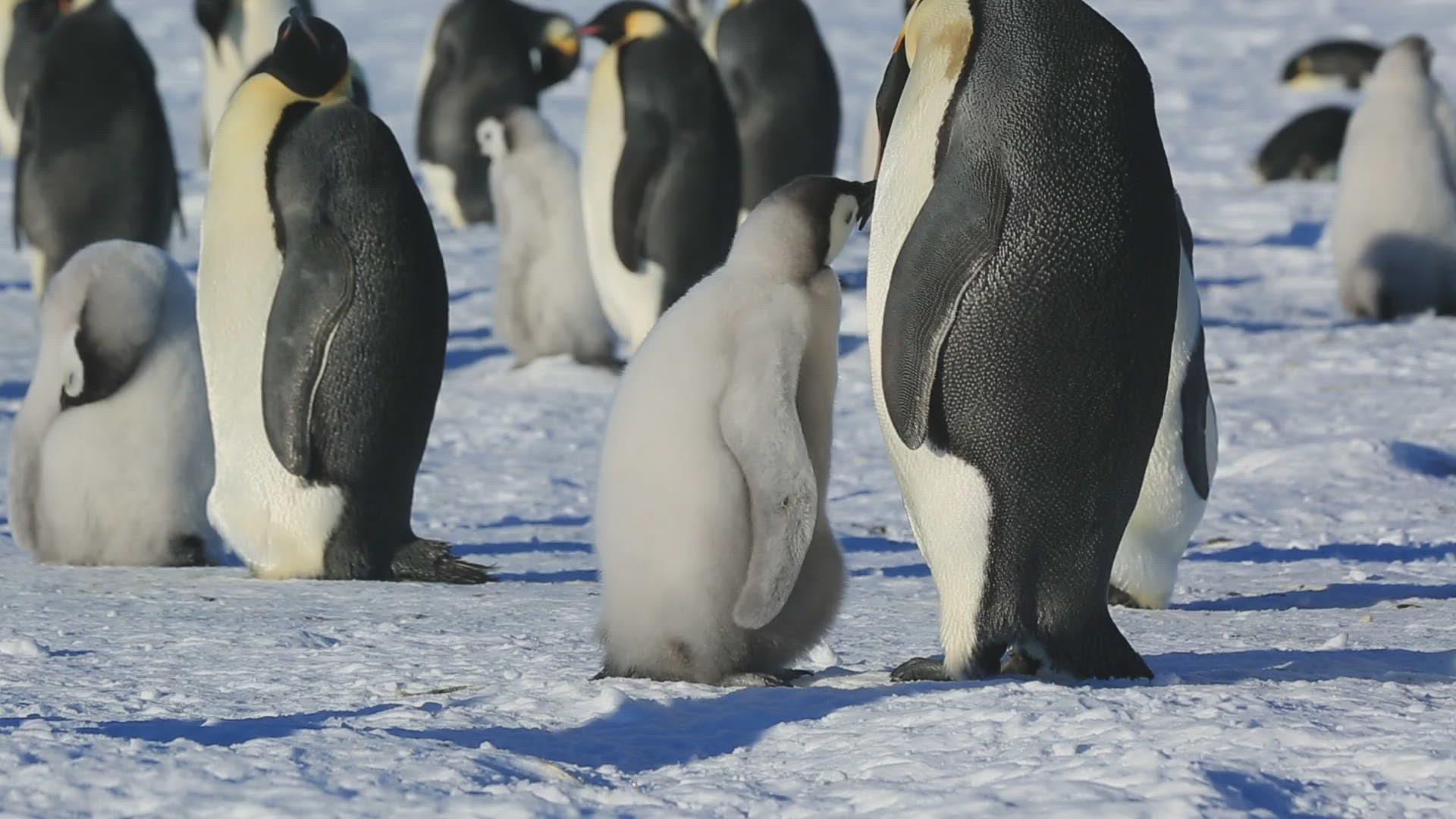 715026720 / Emperor Penguin / Communicating / Begging