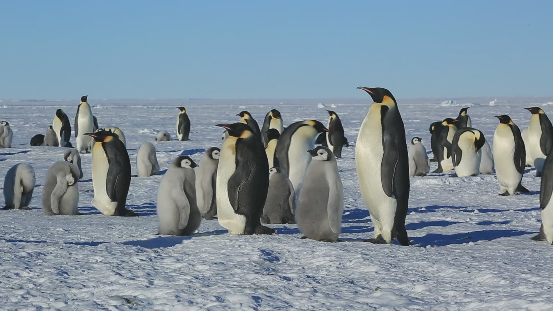 992557597 / Emperor Penguin / Standing / Water Bird