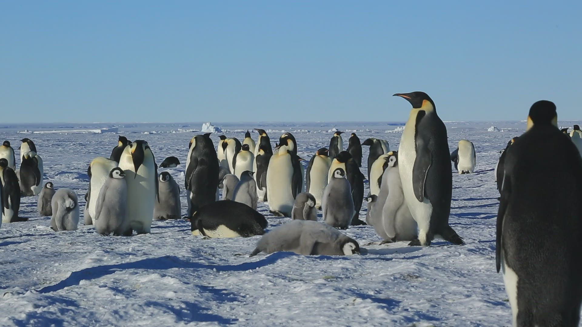 739451731 / Emperor Penguin / Standing / Water Bird