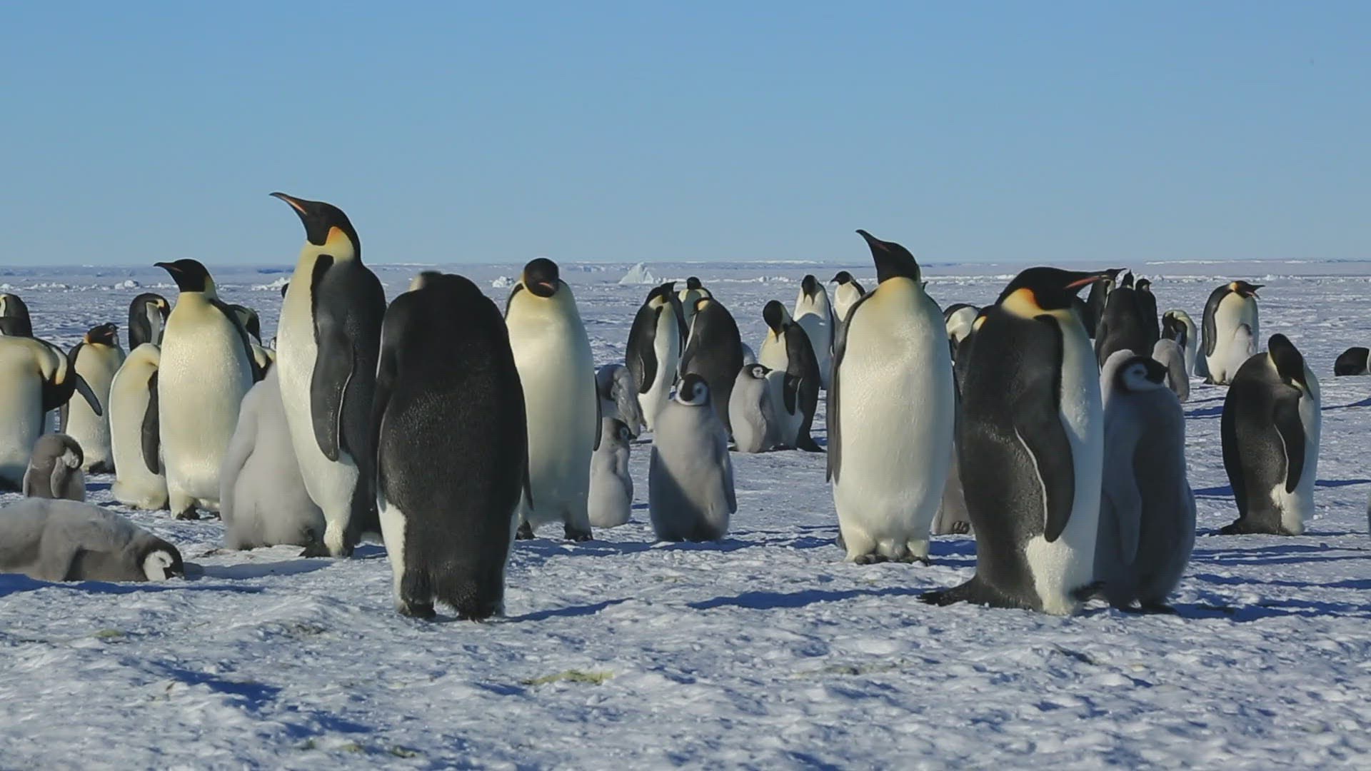 710801045 / Emperor Penguin / Standing / Water Bird