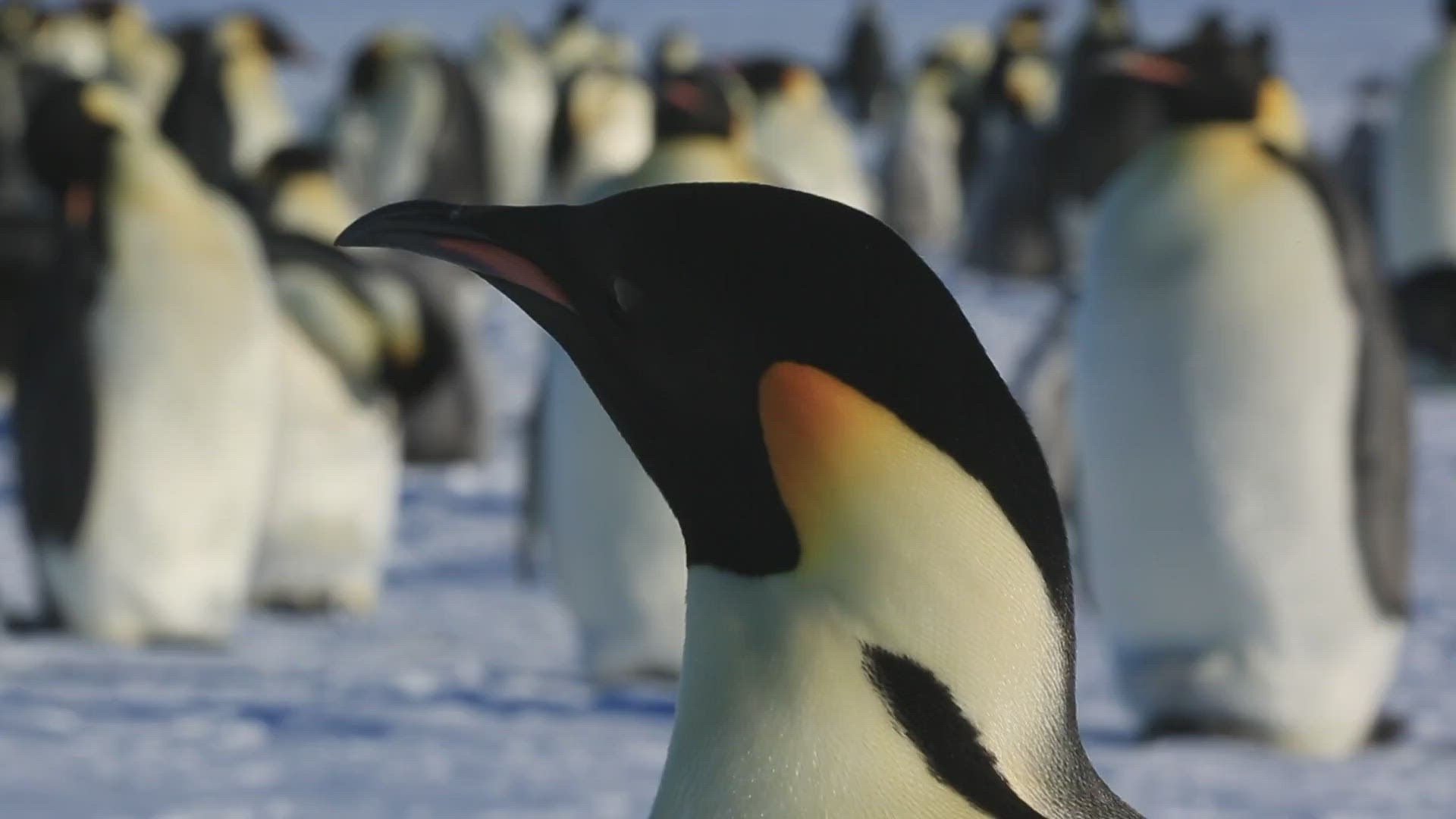 287548757 / Penguin / Emperor Penguin / Water Bird