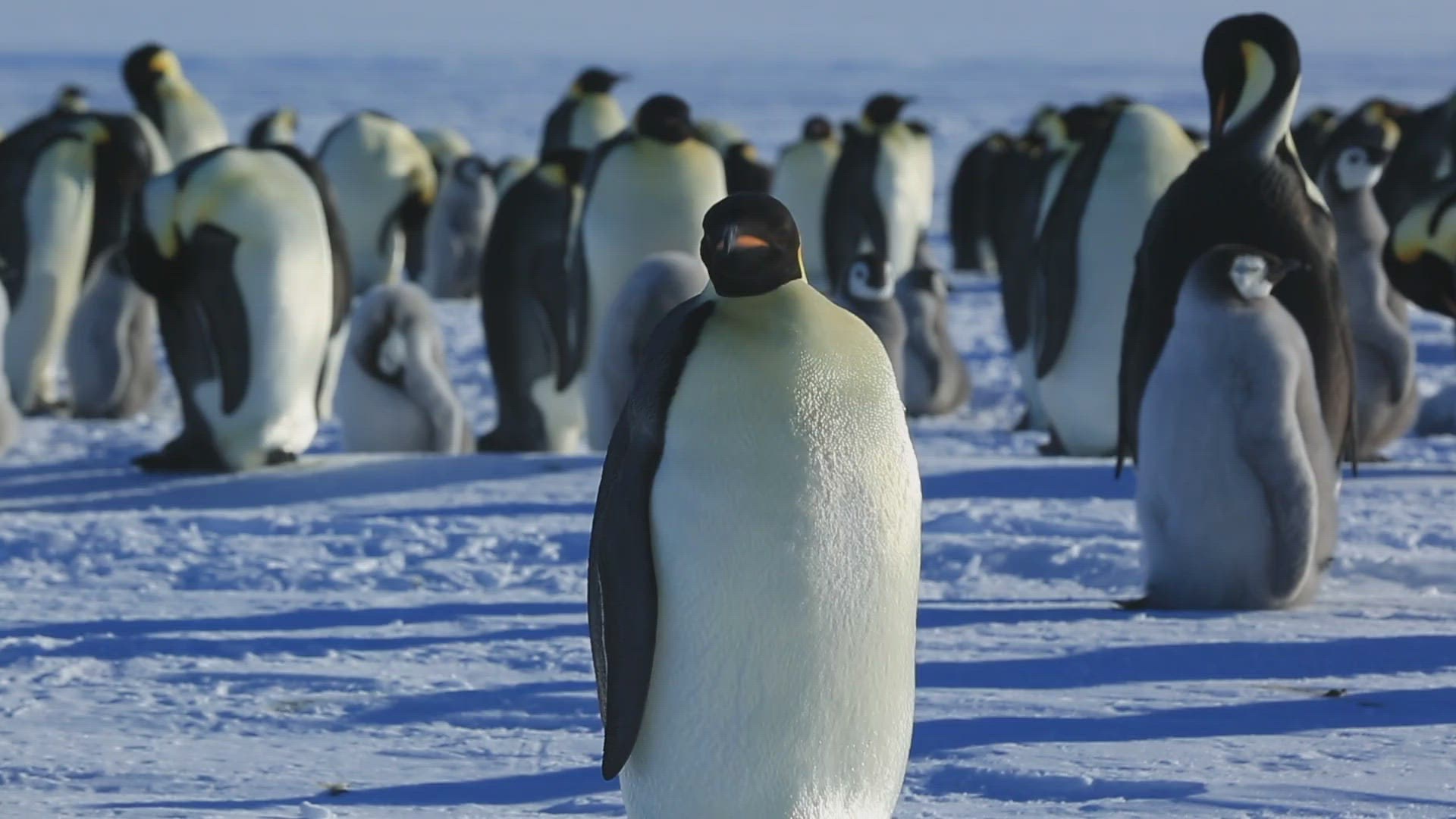 689514083 / Penguin / Emperor Penguin / Water Bird